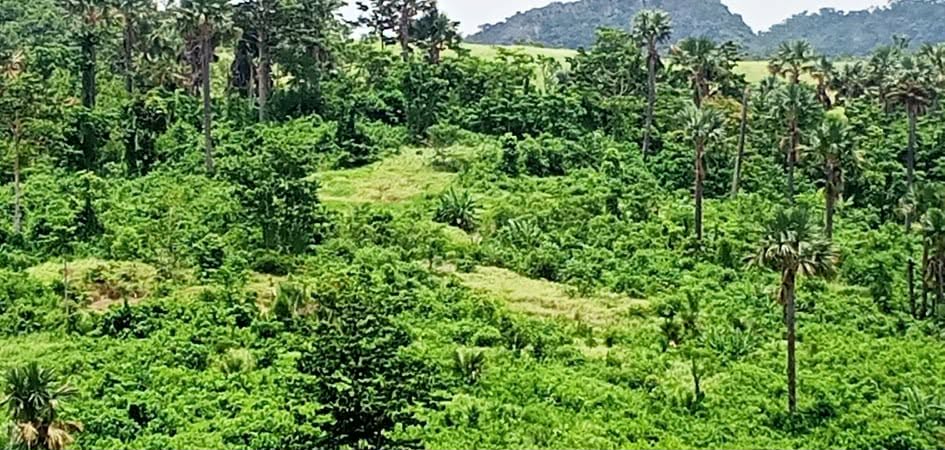 Sablayan Mindoro Farm Land Package — Near Apo Reef