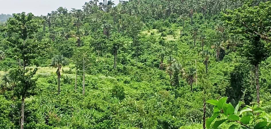 Balabac Airport Growth Corridor Lot with Water / Mangrove Access — 3.6 Hectares