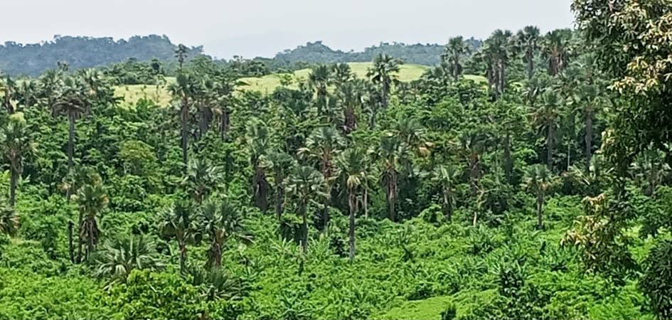 Balabac Airport View Lot with Beach / Mangrove Access — 3.2 Hectares